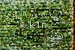 Loden Green Fyre Werks by Rainbow Gallery-FT04