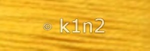 933 Golden Yellow Splendor
